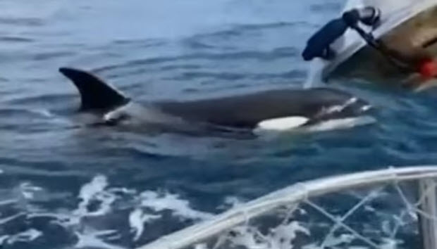 orcas sink a sailboat